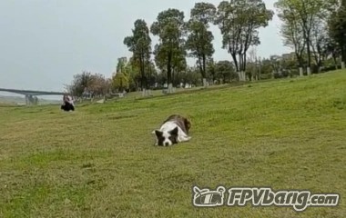 遛狗全过程.webp.jpg